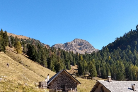 FSC Italy, Enrico Bonis