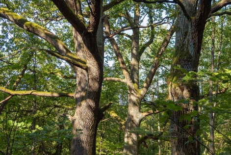 Arbres