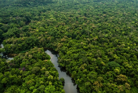 Forêts