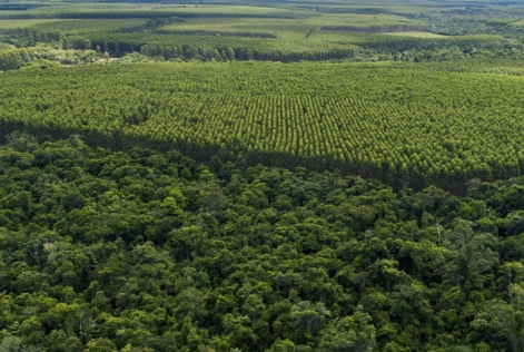 Forêt (c) Evandro Faustine Boltazar
