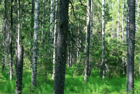 Forêt finlandaise