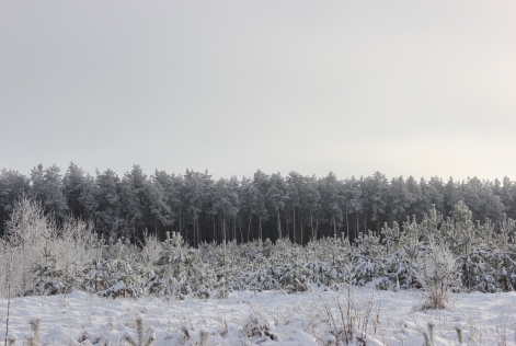 2015_SI_Chuikivka, Ukraine_Boreal forest_(c)FSC_Anna Trutneva