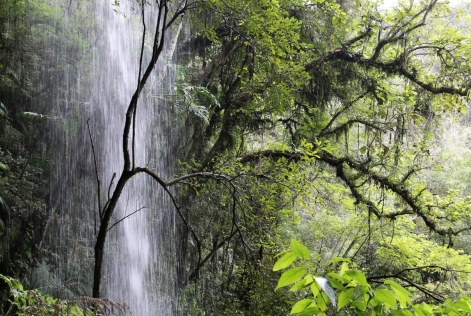 © FSC / Arturo Escobar