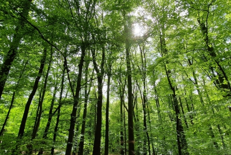 © FSC / Fabian Farkas