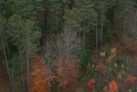 © FSC Canada / Wolf Eye Productions