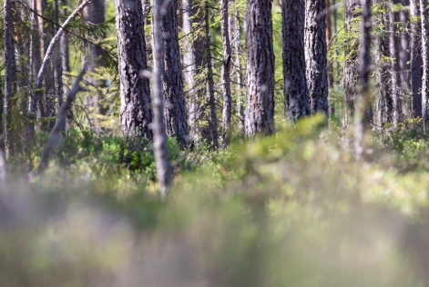 © FSC Sweden / Kolbjörn Örjavik
