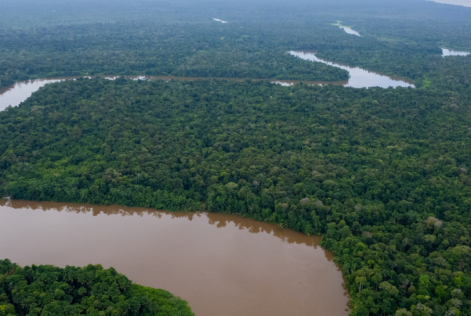 Forêt au Brésil