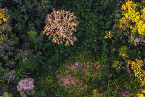 Forêt