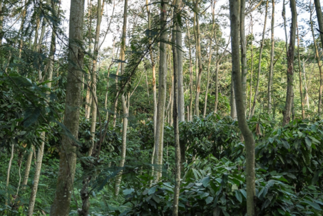 Forêt
