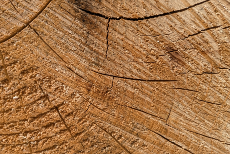 Texture bois