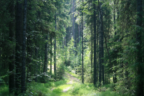 Forêt