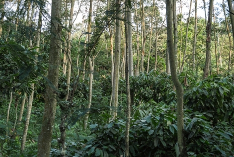 Forêt