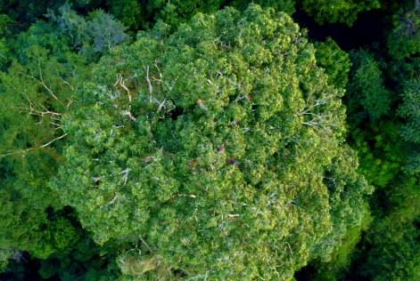 2021_FSC Brazil_Paiter Suruí indigenous people, who manage Brazil nuts_(c)FSC Brasil.jpg