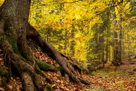 2021_FSC Europe_Maramures, Romania_Old growth forest_(c)FSC_Jonathan Perugia3.jpeg