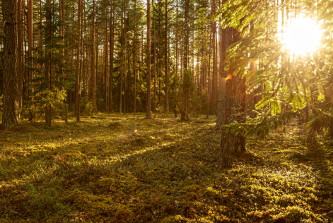 2022_ COMMS_ Lithuania_ Small holders in Lithuania_ (c)FSC_ Jonathan Perugia 72_000 2.png