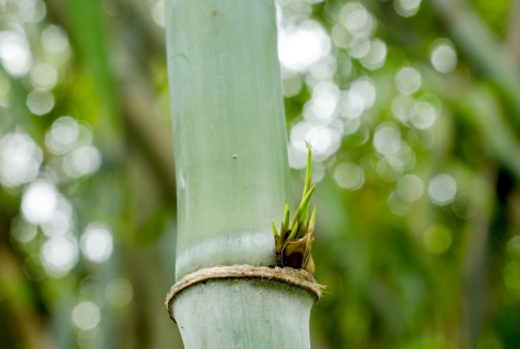 2022_FSC China_FSC certified bamboo forest_China-Anji City-Hengxiwu village_(c)FSC China_Feiyue Liu 10.jpg