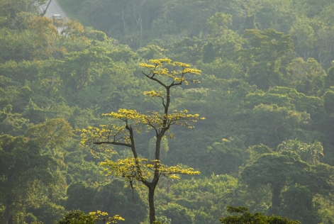 2023_FSC Africa_West Bugwe, Uganda_Verified Impact in FSC Certified natural forest U (1).jpeg