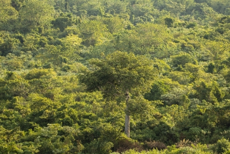 2023_FSC Africa_West Bugwe, Uganda_Verified Impact in FSC Certified natural forest UTGA_(c) FSC Africa_Smith Oltega (32).jpeg