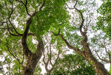 2023_FSC IC_Kenya_treetops from below 3_(c)FSC_Jonathan Perugia.jpg