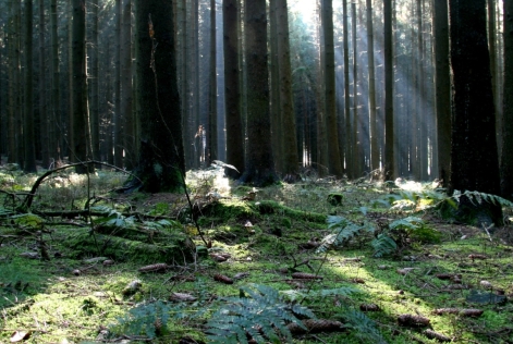 2014_FSC Belgium_Meerdaalwoud_Conifer Stand_Flanders_(c) FSC Belgium_Jan De Ridder.jpg