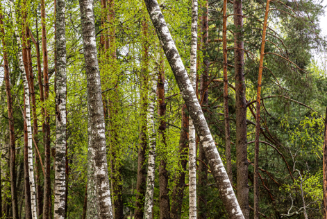 2022_ COMMS_ Lithuania_ Small holders in Lithuania_ (c)FSC_ Jonathan Perugia 46.png