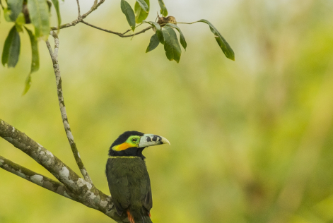 2023_COMMS_Bosque Atlantico_Argentina_ bird3 (c) FSC Emilio White.jpg