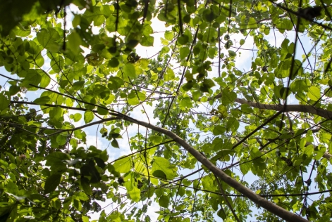 2023_FSC Africa_West Bugwe, Uganda_Verified Impact in FSC Certified natural forest UTGA_.jpeg