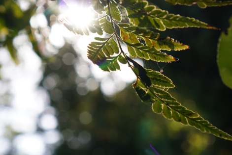 2024_FSC APAC_Sabah, Malaysia_Deramakot Forest Reserve_(c)_Vanessa Cheung_01.jpg 2 (1).jpeg