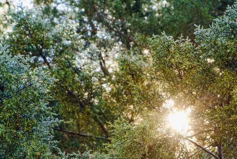 Banner Reflection 2025