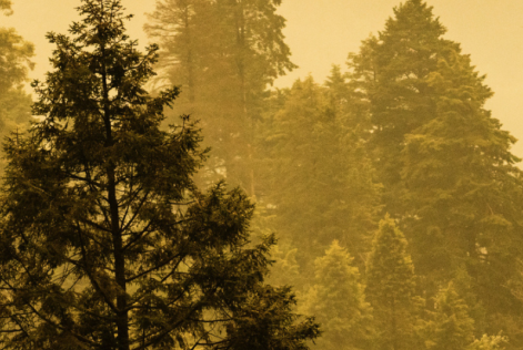 FSC Mexico / Jesús Antonio Moo Yam