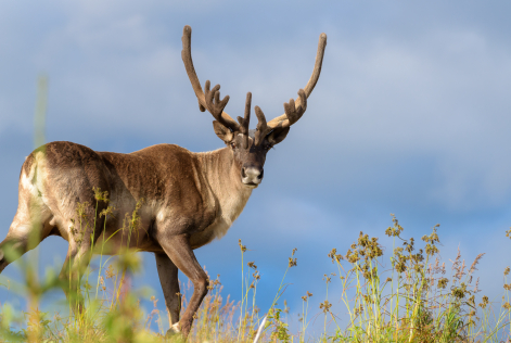 Canada Caribou