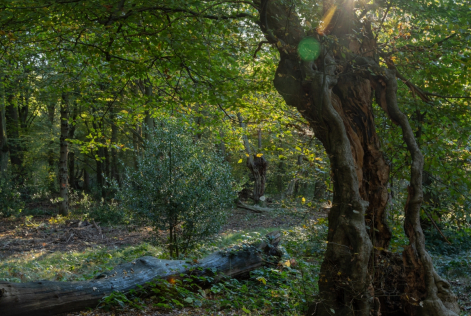 2019_FSC UK_Hainault, England_©FSC UK_Edward Parker