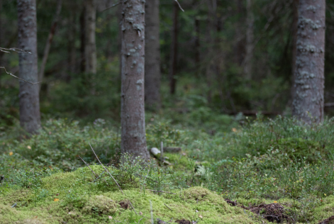 FSC / K Örjavik