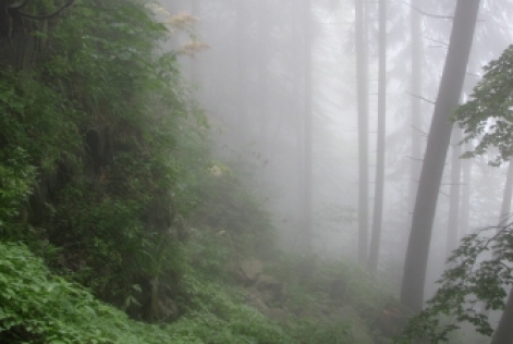 Comparaison entre le marché du stockage de carbone et la norme de gestion forestière FSC