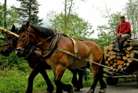 Petits propritétaires forestiers
