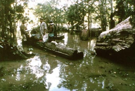 Première forêt FSC au Panama!