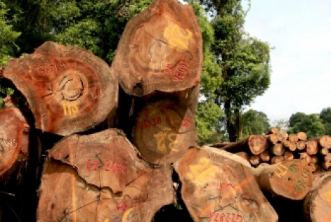 Consultation publique sur les nouveaux standards concernant le Bois Contrôlé