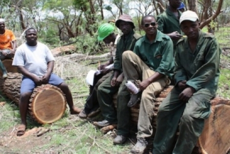 Du bois d’oeuvre avec la double certification « FSC 100% Fair Trade » est désormais disponible en provenance de Tanzanie