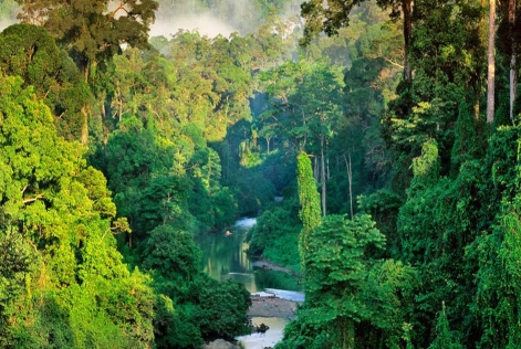 FSC se joint à la Coalition Européenne pour le Bois Tropical (EU STTC)