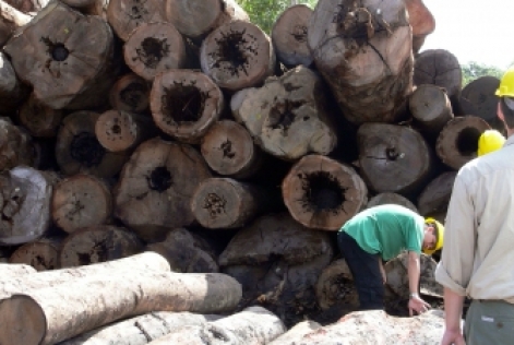 Du nouveau concernant le respect des droits du travailleur tout au long de la chaîne de contrôle FSC