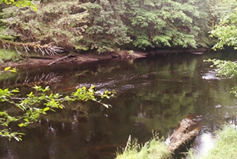 Blog de Kim Carstensen "The Root of the Matter"