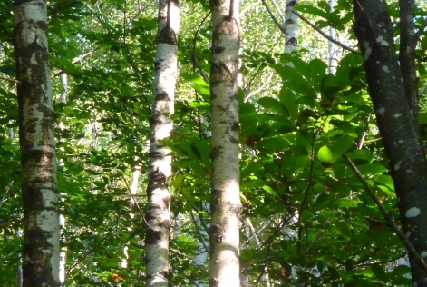 For&ecirc;t fran&ccedil;aise