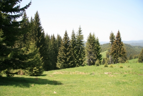 Notre r&ocirc;le dans l&rsquo;&eacute;conomie verte &ndash; la certification FSC en Europe