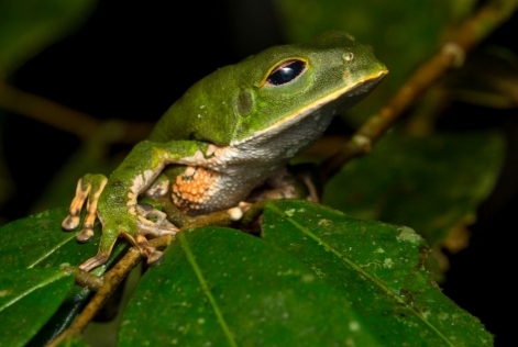 Grenouille en Amazonie Péruvienne.