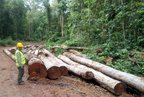 Forêt en Guyane