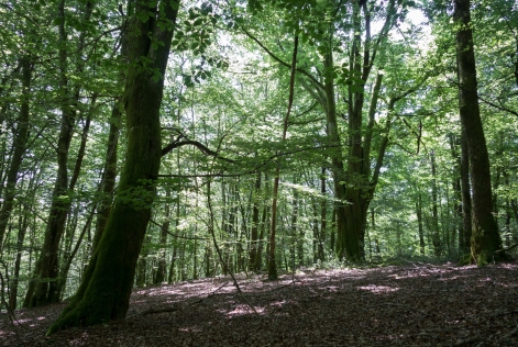 Forêts du Limousin