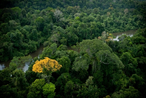 Forêts de Guyane