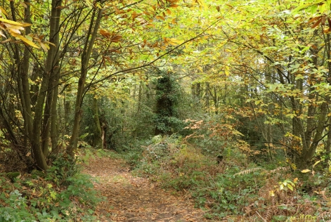 Forêt de Saint-Sylvestre, Haute-Vienne.