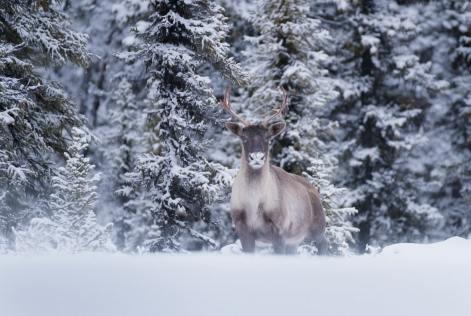 Caribou des bois