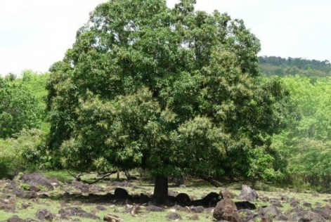 Mangifera